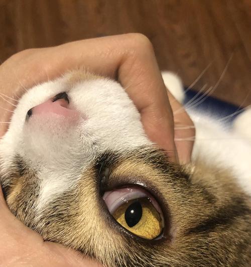 猫眼皮有白色物质怎么回事？常见成因与处理方法详解