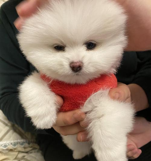 博美犬价格与价值全解析：影响因素与综合考量指南