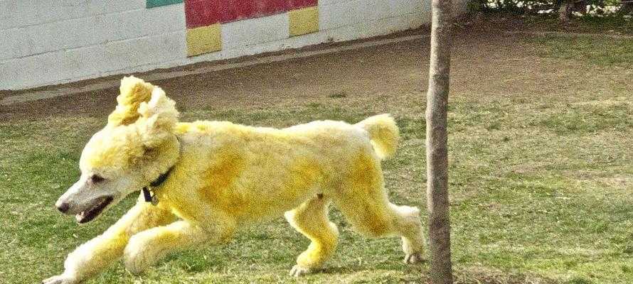 贵宾犬毛发颜色变化原因解析，从基因到环境全面解读