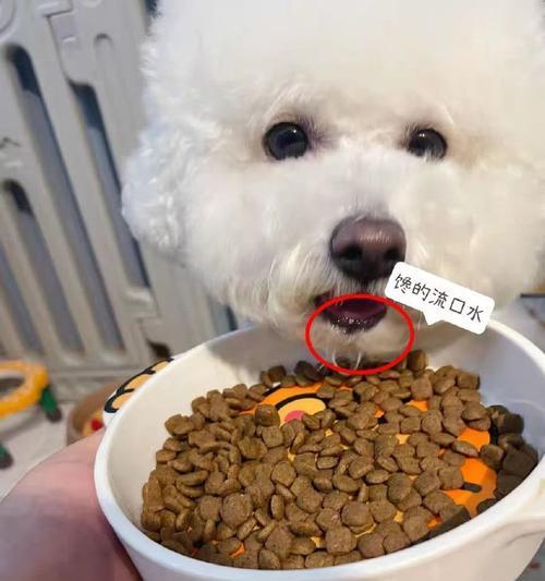 泰迪狗粮拌肉与拌蔬菜的营养对比与健康喂养建议