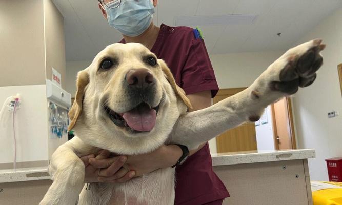 犬只狂犬病晚期症状识别与紧急应对措施指南