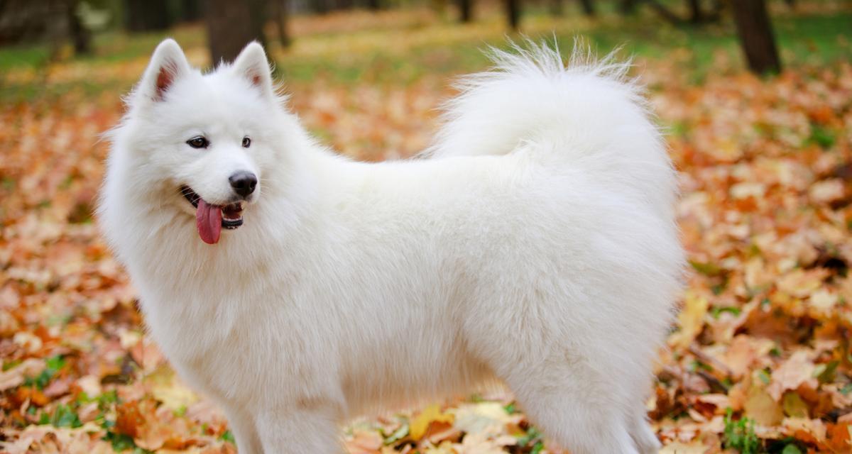 萨摩耶健康饮食全攻略：均衡营养与科学喂养技巧