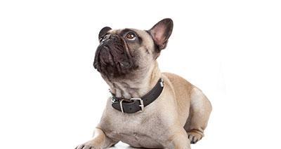 法国斗牛犬体型演变:从娇小到长身的关键因素分析 法国斗牛犬体型演变:从娇小到长身的关键因素分析