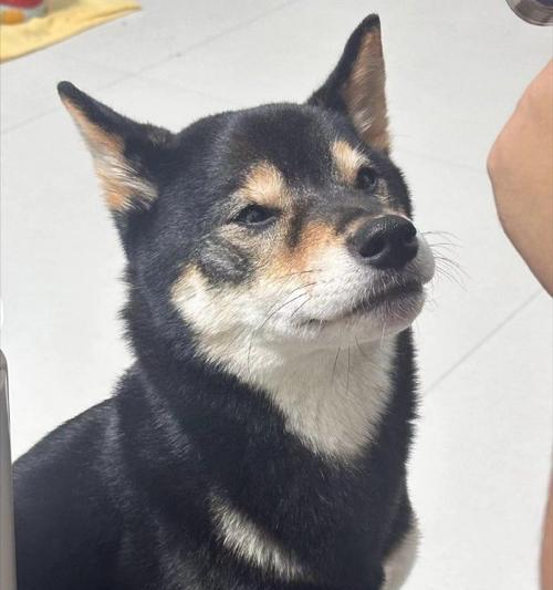 白鼻子狗品种全解析：从萨摩耶到德牧，寻找你的理想宠物伙伴