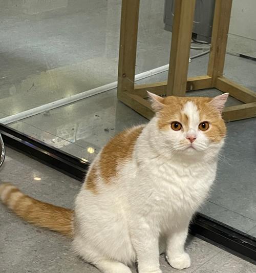 小猫排泄物异味原因分析与有效除臭方法