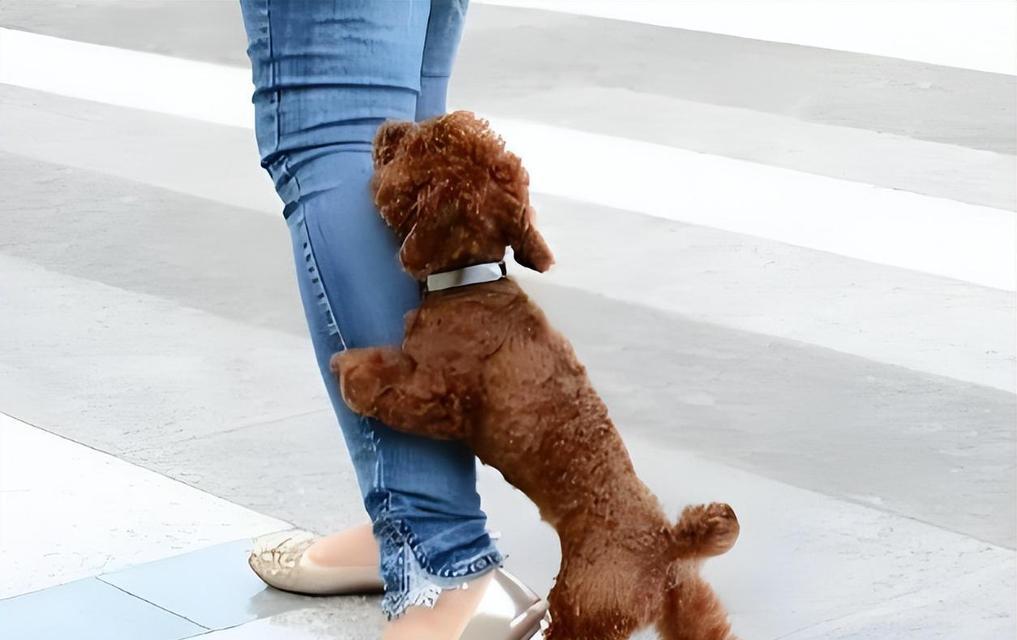 小母泰迪蹭腿原因全解析，教你如何正确应对