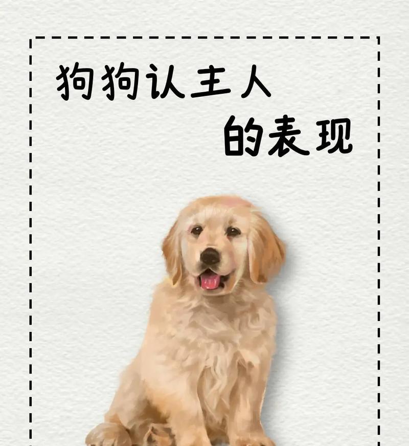 小狗摇尾巴的含义解析：情感表达与社交信号揭秘