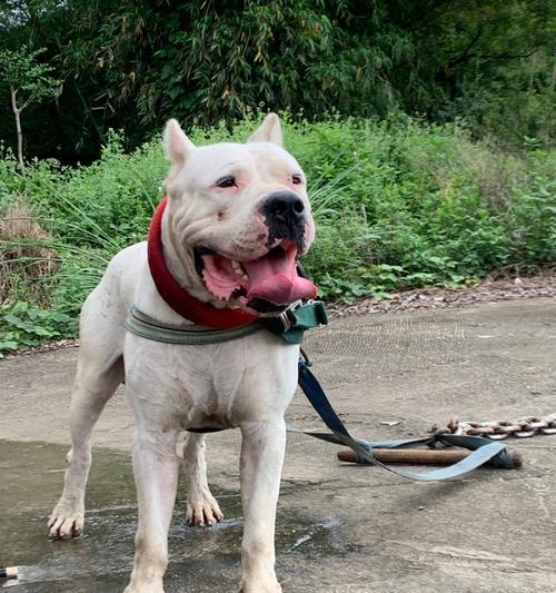 杜高血统的多元起源与文化传承，揭秘其深厚遗产内涵