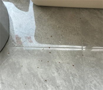 苹果木混合猫砂深度测评：结团除臭与粉尘粘底真实表现