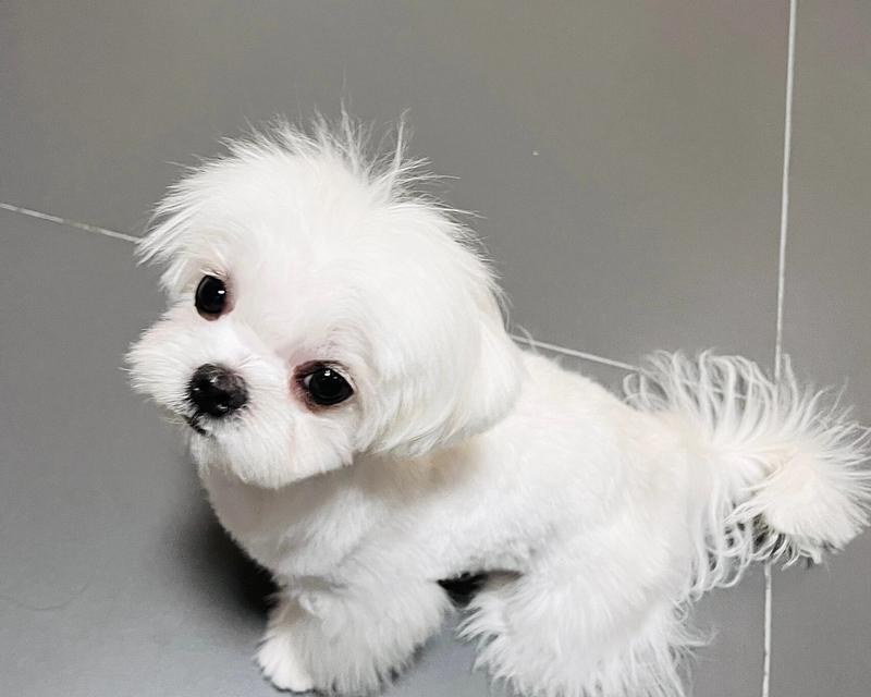 马尔济斯犬饲养现状分析：为何养的人越来越少