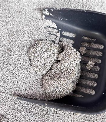 膨润土猫砂选购指南:脚感与除臭效果深度解析 膨润土猫砂选购指南:脚感与除臭效果深度解析