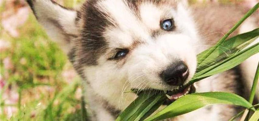 哈士奇吃草原因全解析:是本能还是健康信号?宠物主必看指南 哈士奇吃草原因全解析:是本能还是健康信号?宠物主必看指南