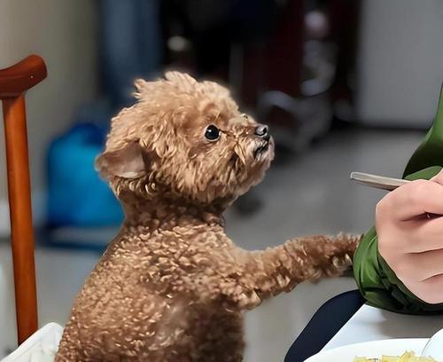 狗狗的忠诚与治愈力量：深度情感交流如何丰富人类生活