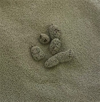 膨润土猫砂选购指南:脚感与除臭效果深度解析 膨润土猫砂选购指南:脚感与除臭效果深度解析