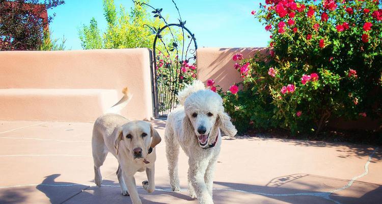 贵宾犬毛发颜色变化原因解析，从基因到环境全面解读