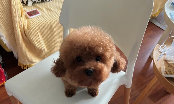 小母泰迪蹭腿原因全解析，教你如何正确应对