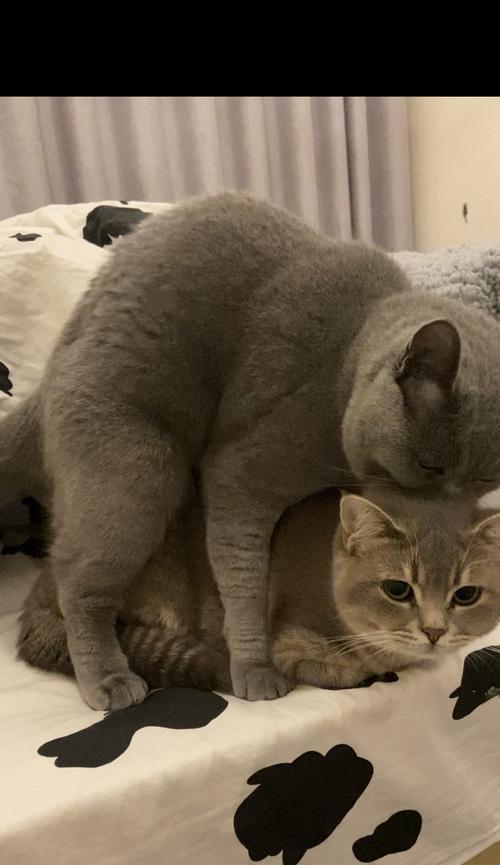 大猫为什么躲着小猫?七大原因解析猫科动物的回避行为 大猫为什么躲着小猫?七大原因解析猫科动物的回避行为