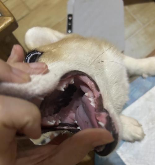 狗舌头的神奇功能揭秘:散热清洁疗伤与沟通天赋 狗舌头的神奇功能揭秘:散热清洁疗伤与沟通天赋