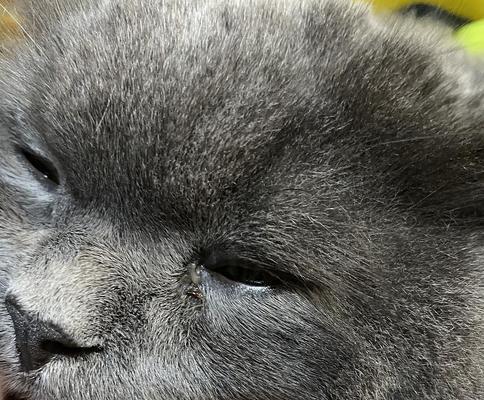 猫眼皮有白色物质怎么回事？常见成因与处理方法详解