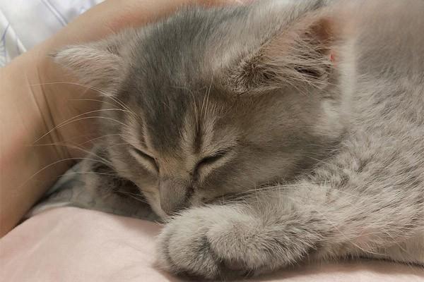 犬猫维生素D缺乏症的症状与防治：如何科学补充与改善