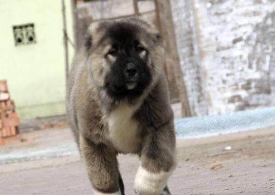 高加索地区疫苗接种现状解析：挑战与未来发展方向