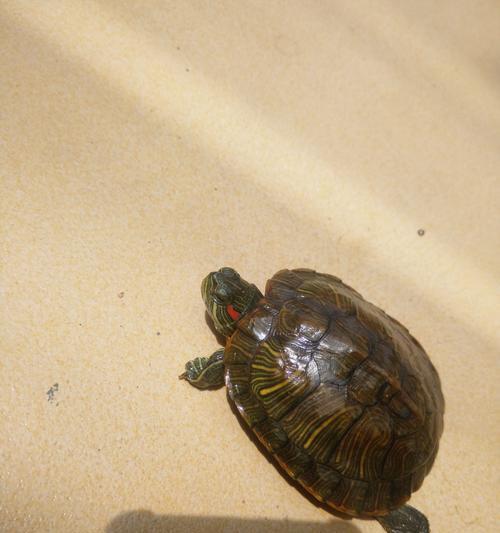 极小乌龟吃什么?全面解析其多样化饮食需求与科学喂养指南 极小乌龟吃什么?全面解析其多样化饮食需求与科学喂养指南