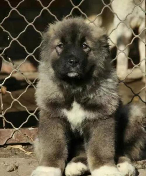 高加索地区疫苗接种现状解析：挑战与未来发展方向