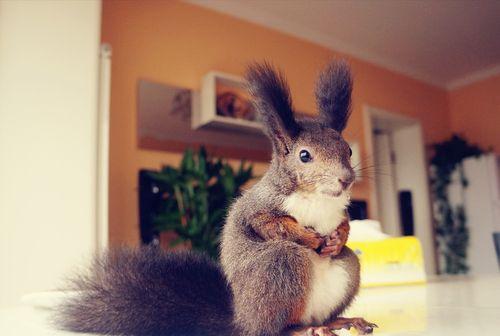 松鼠如何应对夏季高温？揭秘其独特的散热机制