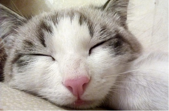 猫咪鼻子干燥是生病吗？解读正常与异常状态及应对方法