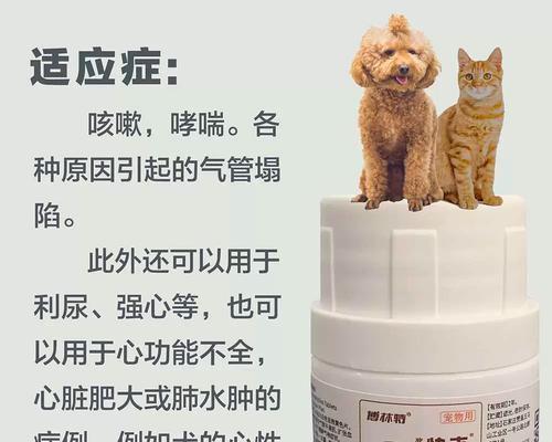 老年犬喘息治疗指南：药物选择与家庭护理要点解析