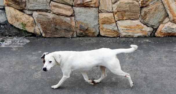 短尾狗的独特魅力解析：从遗传奥秘到健康养护指南