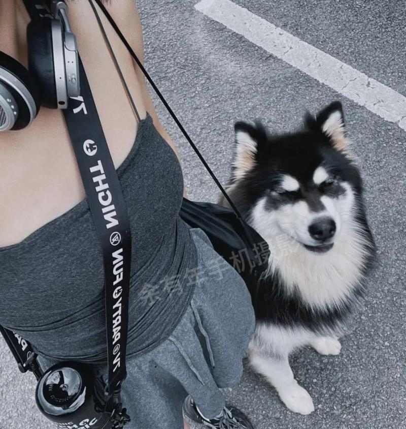 哈士奇吃草原因全解析:是本能还是健康信号?宠物主必看指南 哈士奇吃草原因全解析:是本能还是健康信号?宠物主必看指南