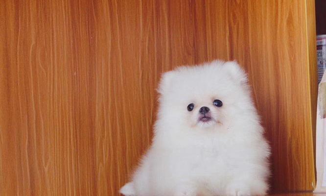 博美犬价格与价值全解析：影响因素与综合考量指南