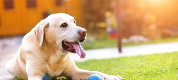 狗舌头的神奇功能揭秘:散热清洁疗伤与沟通天赋 狗舌头的神奇功能揭秘:散热清洁疗伤与沟通天赋