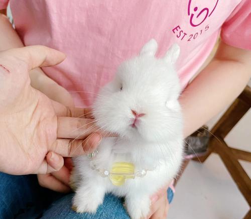 白色兔子眼睛颜色成因解析：基因突变与光学反射奥秘