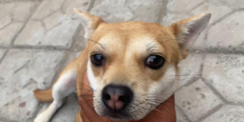 狗耳朵形态差异解析:立耳、垂耳与卷曲耳的功能与特征 狗耳朵形态差异解析:立耳、垂耳与卷曲耳的功能与特征