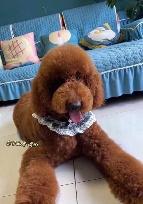 巨型泰迪熊的魅力解析：从收藏价值到文化影响力