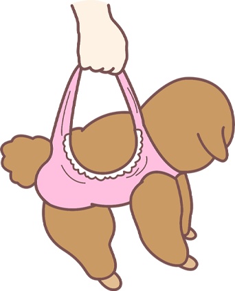 泰迪犬饲养优缺点全解析,新手养狗必知的利与弊 泰迪犬饲养优缺点全解析,新手养狗必知的利与弊