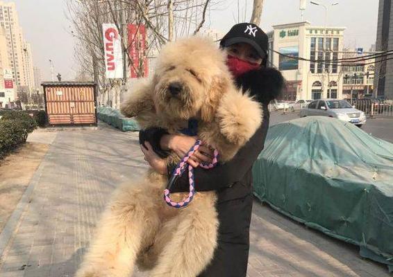 贵宾犬毛发颜色变化原因解析，从基因到环境全面解读