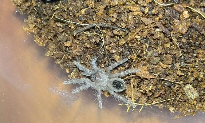 蜘蛛蜕皮后的致命风险与生存挑战深度解析