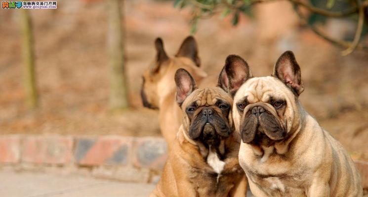 英牛犬价格影响因素与选购指南,详解市场行情与合理预算 英牛犬价格影响因素与选购指南,详解市场行情与合理预算