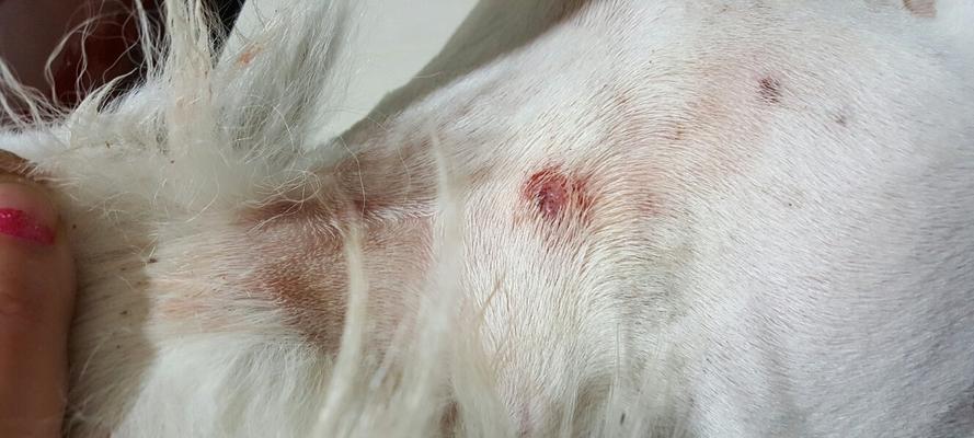 狗狗窝血症状识别与紧急处理全指南,守护爱宠健康 狗狗窝血症状识别与紧急处理全指南,守护爱宠健康