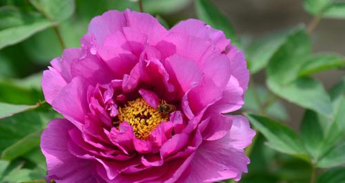 百灵鸟饮食习性解析:从昆虫到果实的挑剔选择 百灵鸟饮食习性解析:从昆虫到果实的挑剔选择