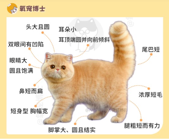 加菲猫饲养难度解析：健康隐患与日常护理挑战