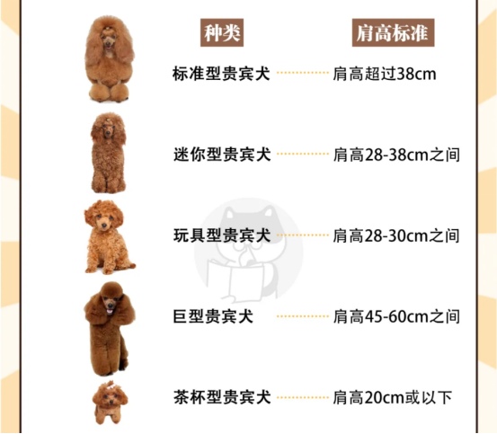 泰迪犬饲养优缺点全解析,新手养狗必知的利与弊 泰迪犬饲养优缺点全解析,新手养狗必知的利与弊
