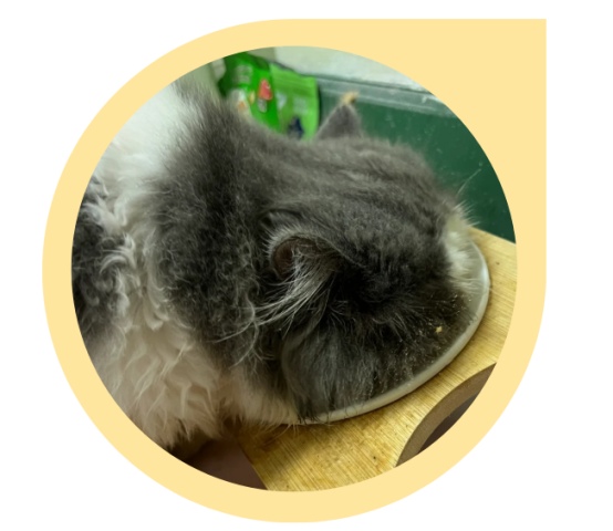 加菲猫饲养难度解析：健康隐患与日常护理挑战