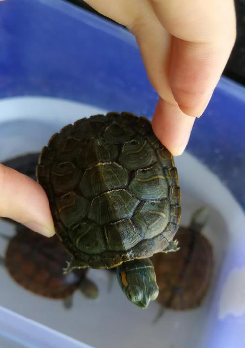 极小乌龟吃什么?全面解析其多样化饮食需求与科学喂养指南 极小乌龟吃什么?全面解析其多样化饮食需求与科学喂养指南