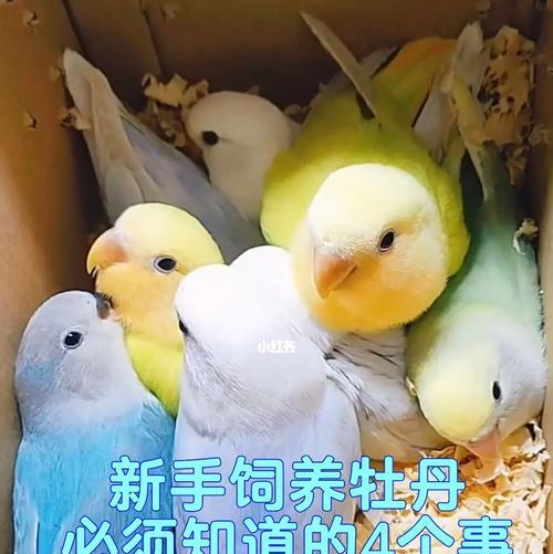 红牡丹鹦鹉取名指南：如何根据外貌性格起独特名字