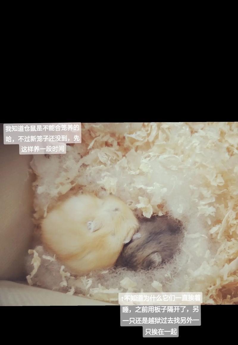 布丁仓鼠背上神秘线条的由来与意义全解析