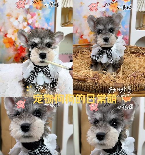 短尾狗的独特魅力解析：从遗传奥秘到健康养护指南